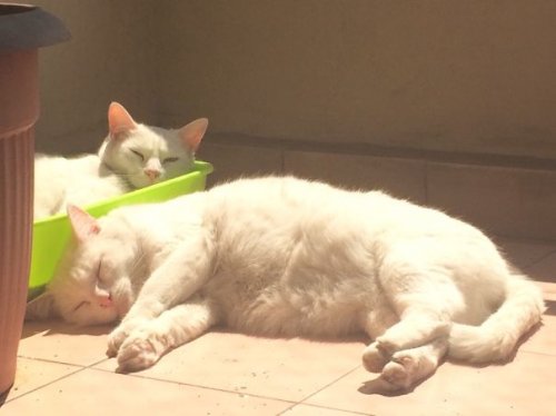 Кошки, которые радуются солнечным лучикам (29 фото)