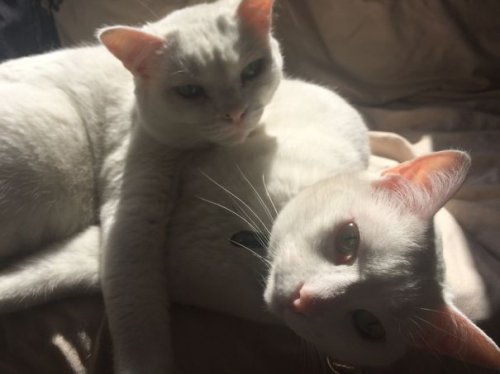Кошки, которые радуются солнечным лучикам (29 фото)