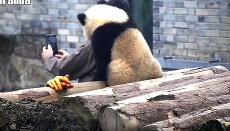 Панда правда покорила. Селфи панды. Селфи с медведем. Панда делает селфи. Панда учит китайский.