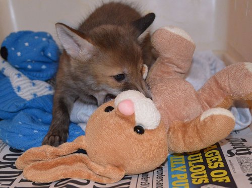 Спасённый лисёнок и его любимый плюшевый кролик (12 фото)