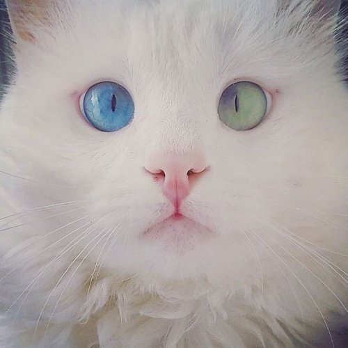 Белоснежный котик с разноцветными глазами (6 фото)