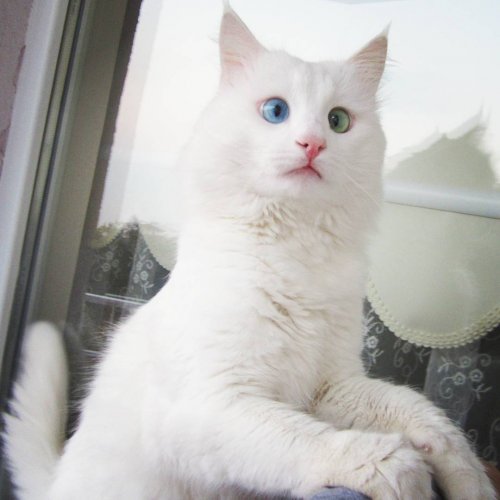 Белоснежный котик с разноцветными глазами (6 фото)