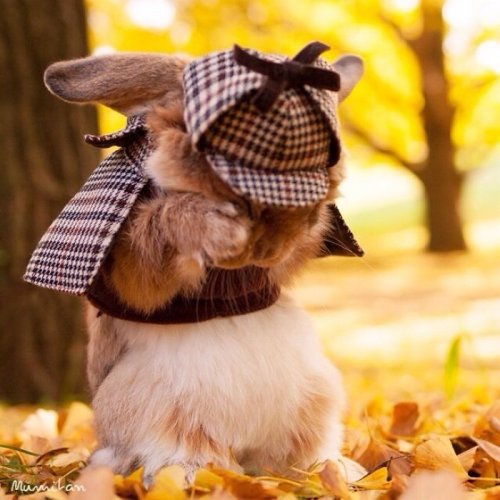 Самый стильный кролик (16 фото)