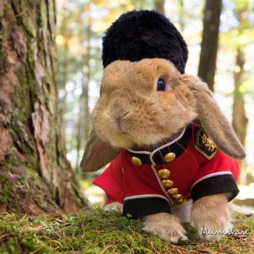 Самый стильный кролик (16 фото)