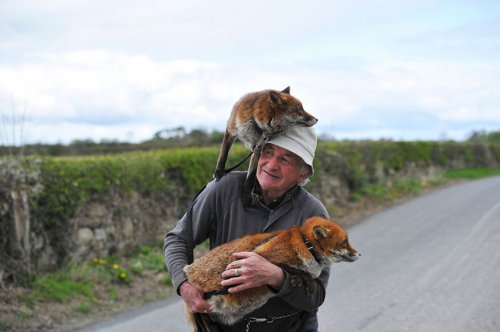 Лисицы не хотят уходить от спасшего их человека (9 фото)