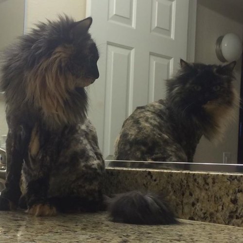 Кошки,которые недовольны своей новой стрижкой (18 фото)