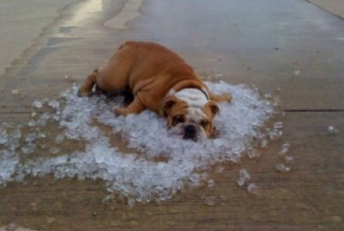 Способы охладить свою собаку в летний зной (10 фото)