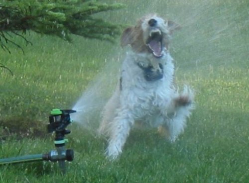 Способы охладить свою собаку в летний зной (10 фото)