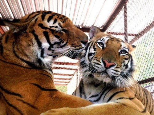 Спасённая из цирка тигрица Аша преобразилась и нашла свою любовь (8 фото)