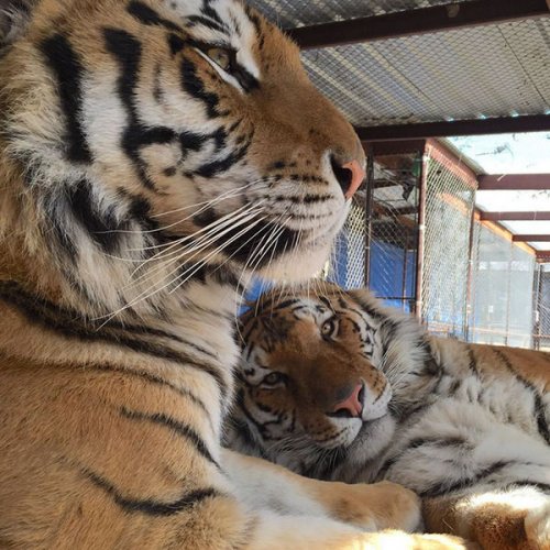 Спасённая из цирка тигрица Аша преобразилась и нашла свою любовь (8 фото)