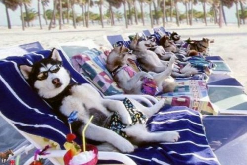 Собаки на пляже (10 фото)