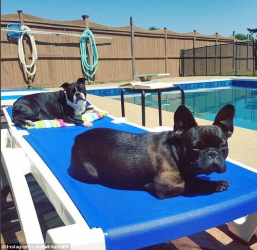 У собак тоже есть летний отдых (23 фото)