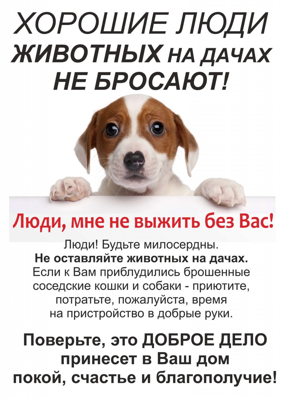 Объявление о бездомных собаках