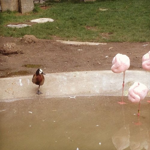 Как утки умеют подражать фламинго (9 фото)