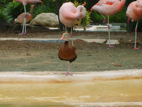Как утки умеют подражать фламинго (9 фото)