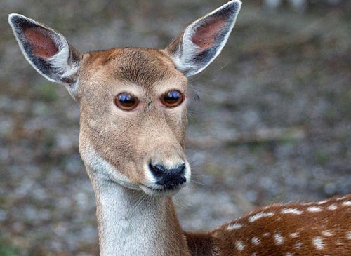 Животные с необычными глазами, какими вы их ещё не видели (17 фото)