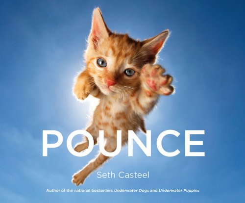 Котята, которые умеют цепляться когтями, в фотографиях Сета Кастила (11 фото)