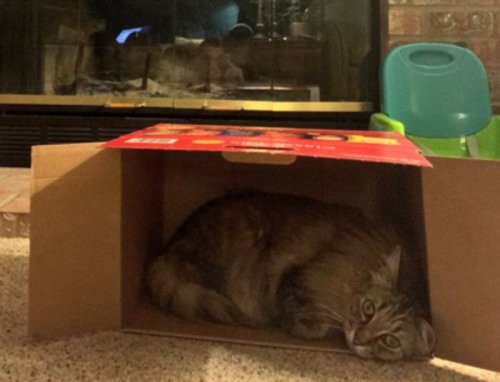 Кошки в коробках (20 фото)