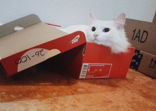 Кошки в коробках (20 фото)