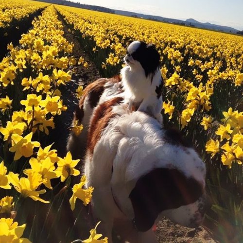 Маленькая собачка ездит на спине гигантского сенбернара (9 фото)