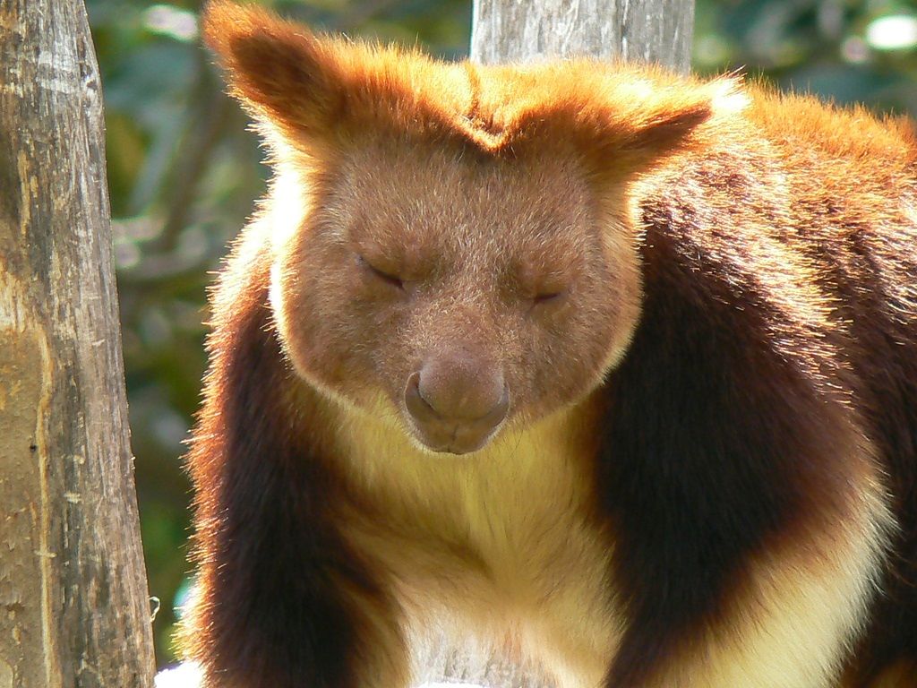 Австралийское животное меняющее внешний вид. Древесный кенгуру Гудфеллоу. Древесный кенгуру валлаби. Медвежий древесный валлаби. Сумчатый древесный кенгуру.