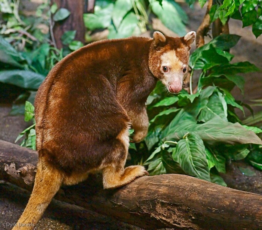 Удивительные животные австралии фото с названиями и описанием