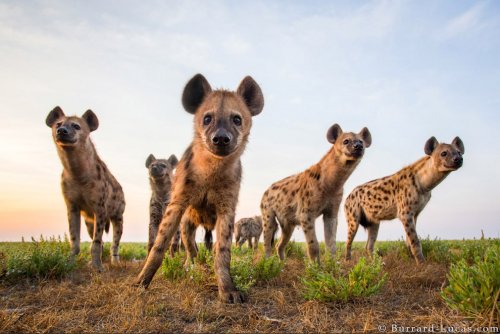 Дикие животные с близкого расстояния в фотографиях Уилла Баррарда-Лукаса (14 фото)