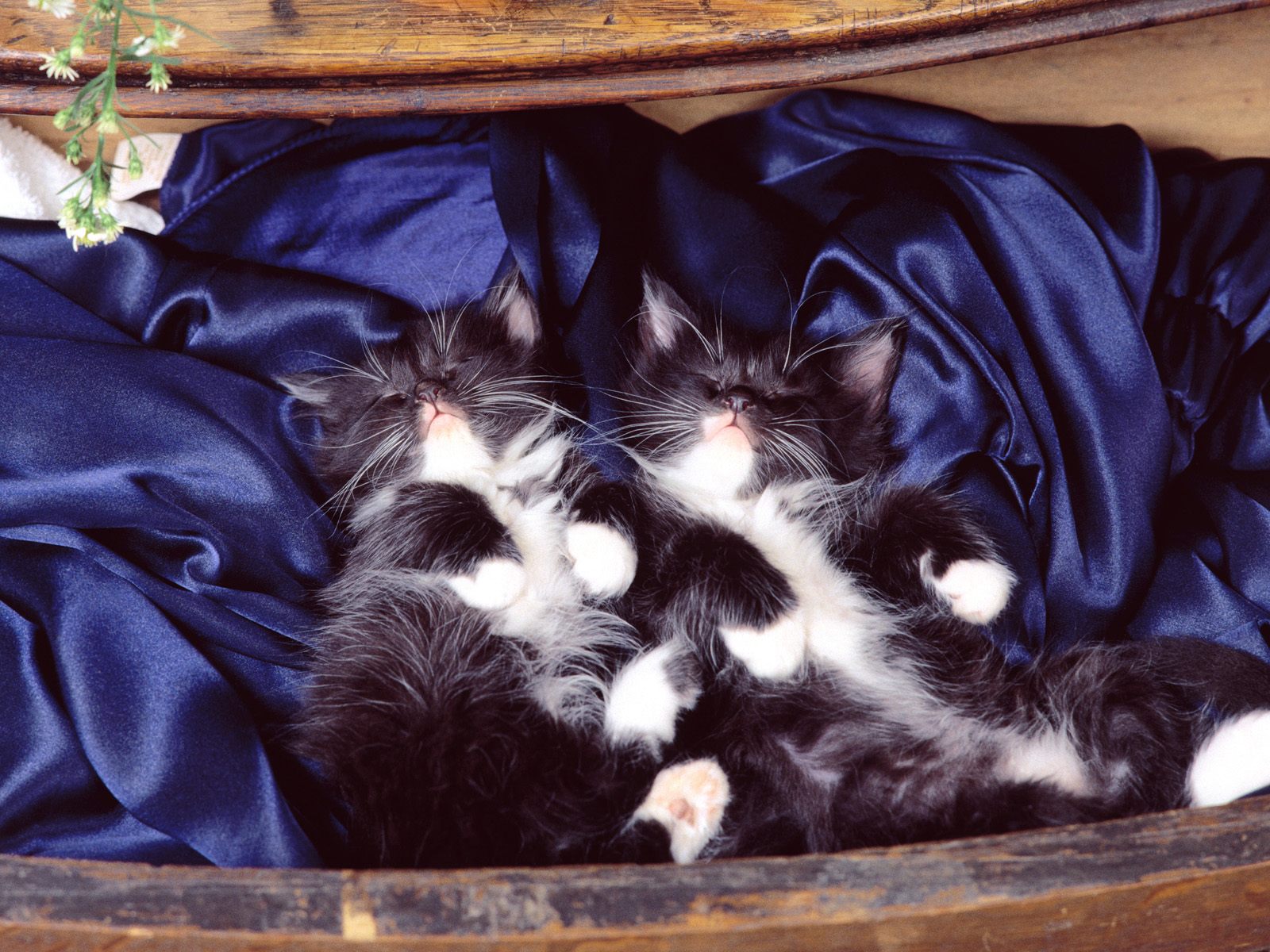 Споки фото. Спящие котята. Котенок. Спокойной ночи!. Спокойной ночи с кошками.