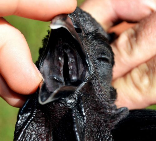 Самая экзотическая чёрная курица (8 фото)