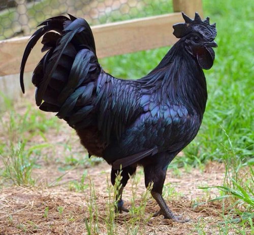 Самая экзотическая чёрная курица (8 фото)