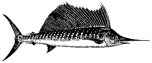 Рыба-парусник (19 фото)