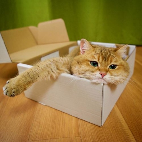 Очаровательный котик Хосико (23 фото)