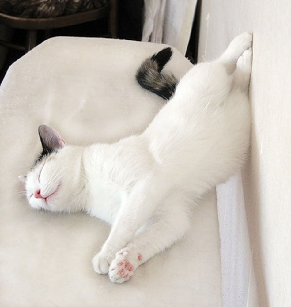 Поспи картинки. Спящий кот. Спящие котики. Кошка дрыхнет.