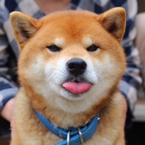 Cамый эмоциональный пёс из Японии (17 фото)
