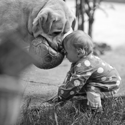 Собаки, которые безмерно любят детей (35 фото)