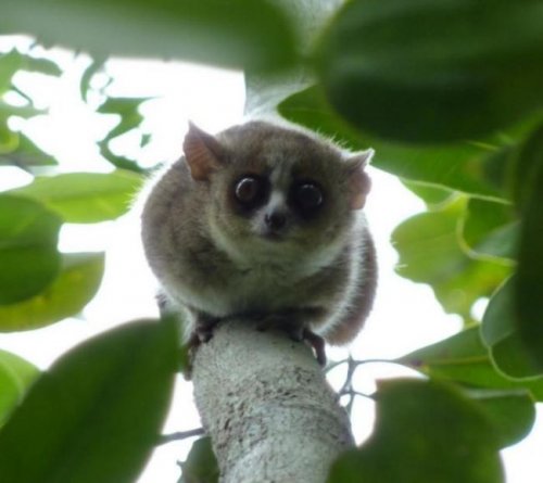 В ангольских лесах обнаружили новый вид приматов (5 фото)