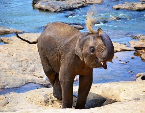Очаровательные слоники (25 фото)