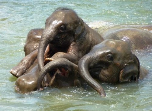 Очаровательные слоники (25 фото)