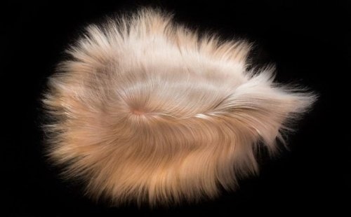 Очаровательные длинноволосые морские свинки (29 фото)