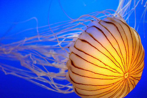 Красивые медузы (16 фото)