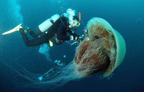 Красивые медузы (16 фото)