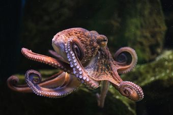 Осьминоги-загадочные морские обитатели (9 фото)