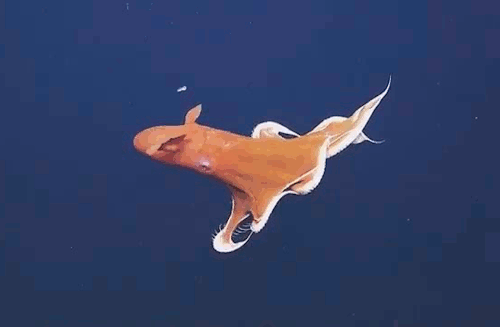 Осьминоги-загадочные морские обитатели (9 фото)