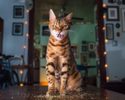 Смешные кошки,перебравшие кошачьей мяты (25 фото)