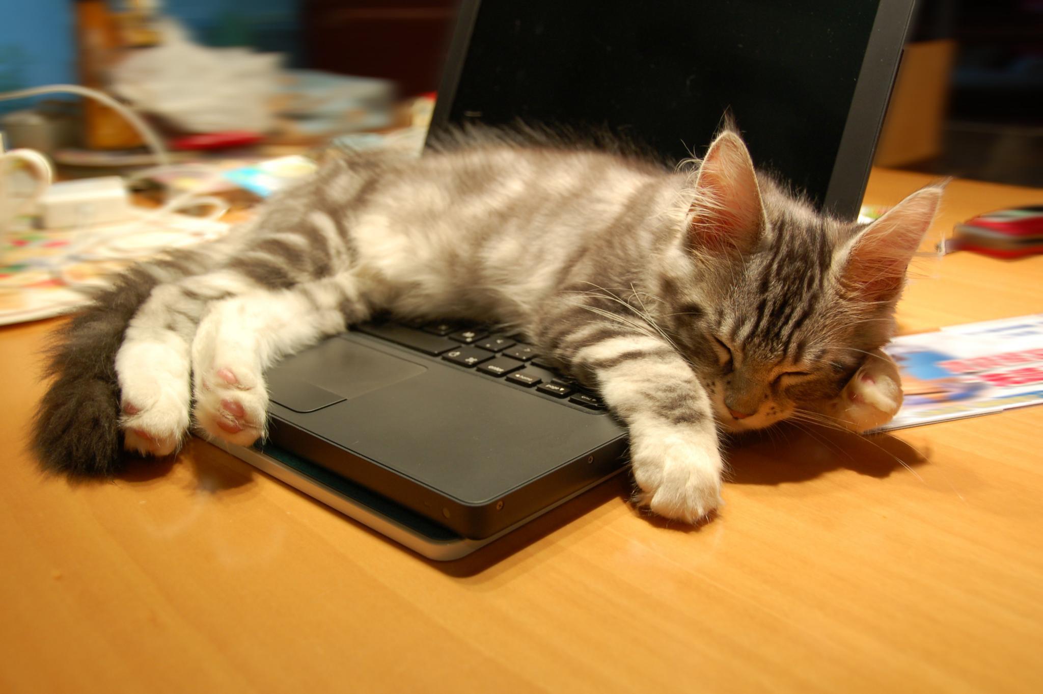Кошка устала. Котик с компьютером. Котенок с компьютером. Кот с ноутбуком. Котик ПСИТ на ноутбуке.