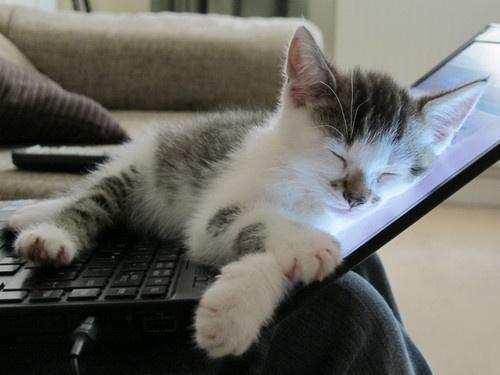 В каждом коте живёт программист:)(25 фото)