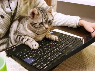 В каждом коте живёт программист:)(25 фото)