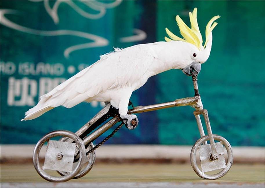 Забавная какаду. Попугай Какаду. Смешные попугаи Какаду. Попугай на велосипеде. Цирковой попугай.