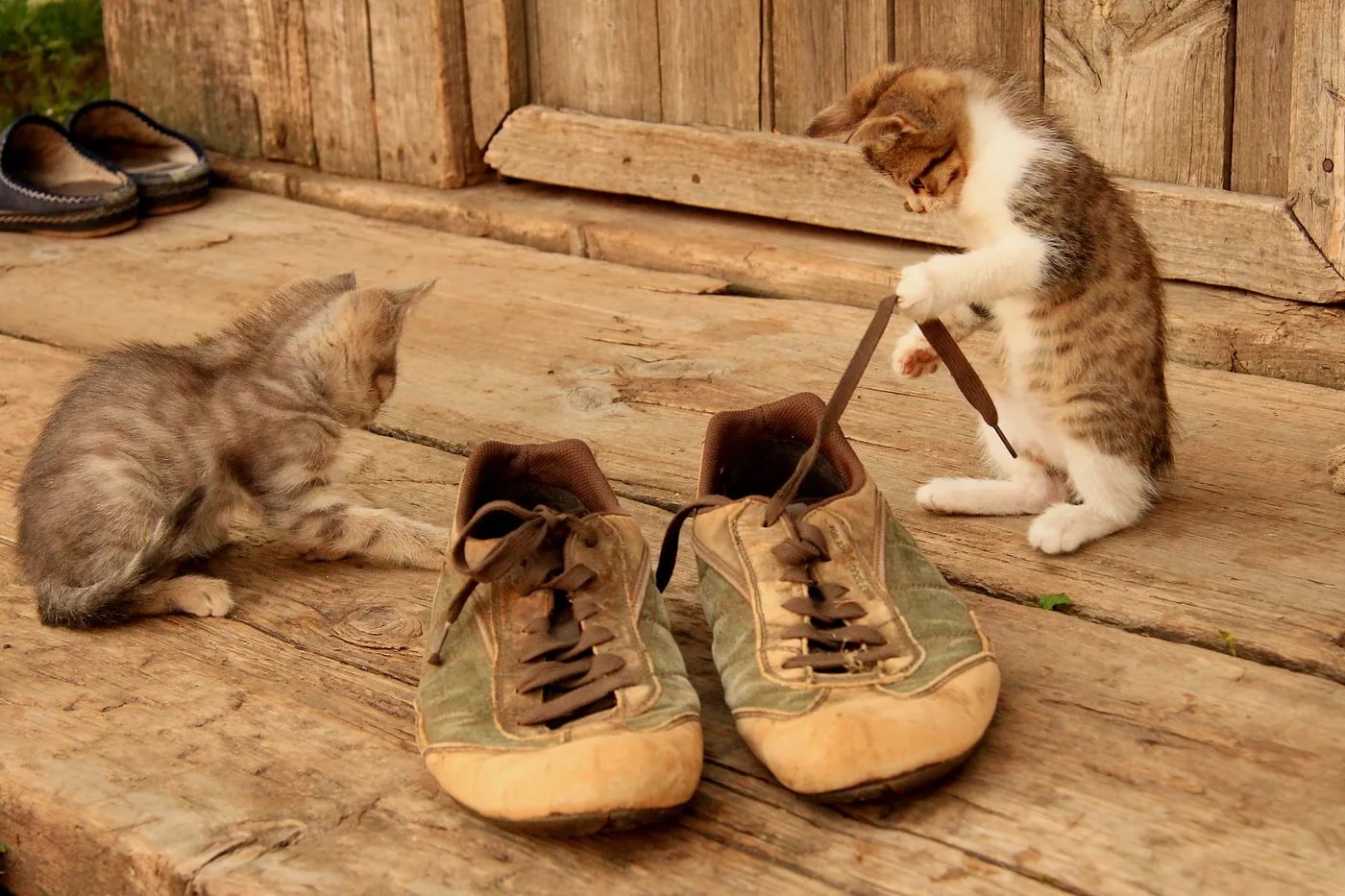 Кот и обувь