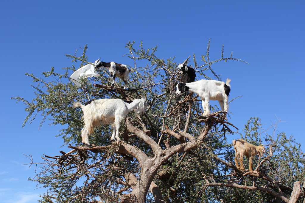 Где живут козлы. Марокко древолазные козы. Козы древолазы. Козы в Марокко пасутся на деревьях. Козы на деревьях в Марокко.